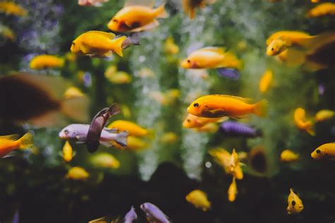 室內養魚|【養什麼魚不用打氣？水族專家推薦的環境淨化魚種指。